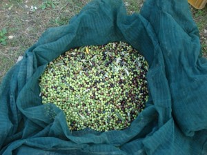 Olives for olive oil at Podere Somigli   